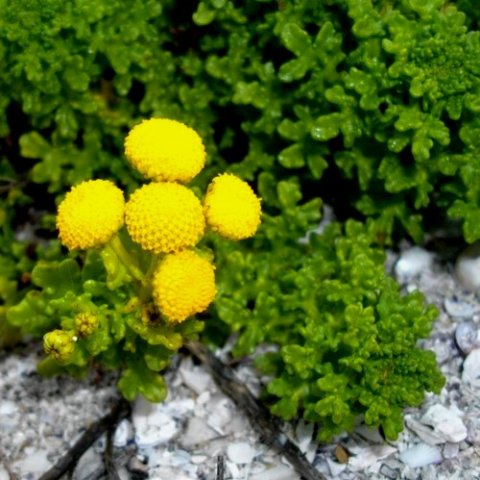 Oncosiphon sabulosus flowerheads